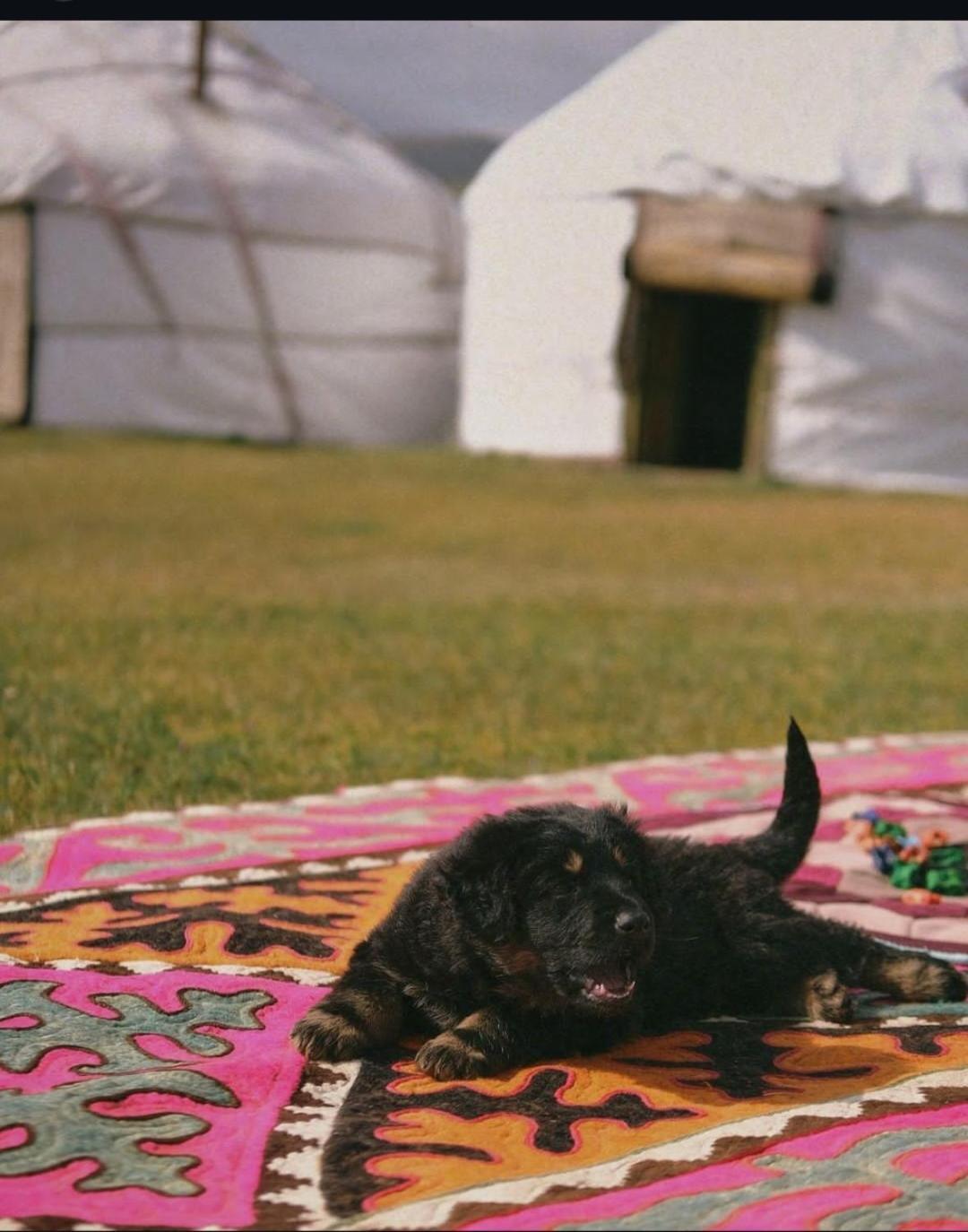Zalkar Yurt Camp Hotell Song-Kul Exteriör bild